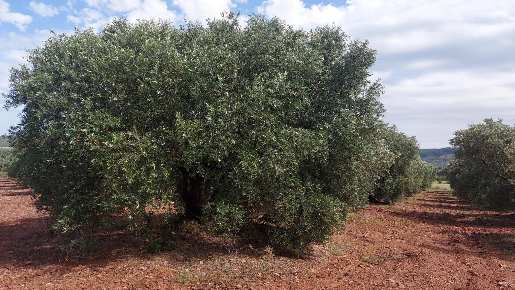 Escale Au Salagou Le Bosc  Ngoại thất bức ảnh